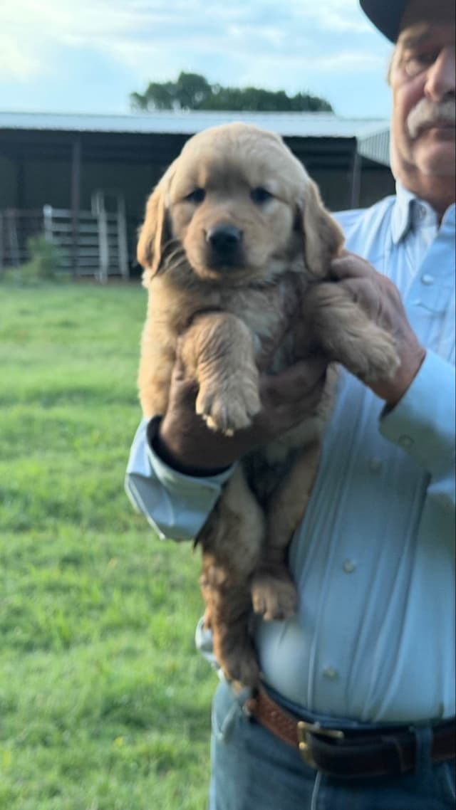 Golden Retriever Puppies 903-495-2568 media 4