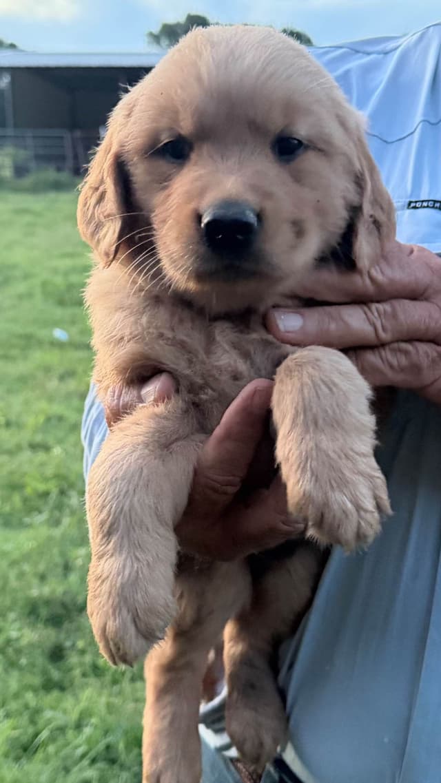 Golden Retriever Puppies 903-495-2568 media 5