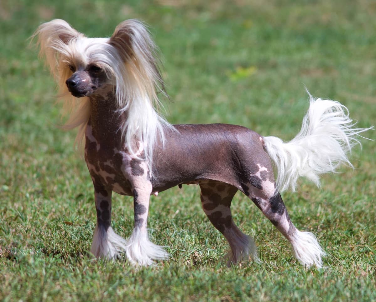 Soluna Chinese Cresteds 2 Powderpuff Girls breeder image 6
