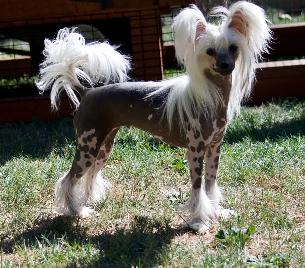 Soluna Chinese Cresteds 2 Powderpuff Girls breeder image 1