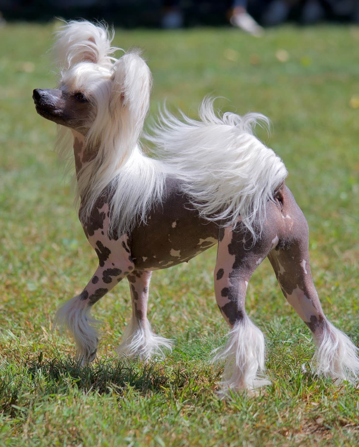 Soluna Chinese Cresteds 2 Powderpuff Girls breeder image 3
