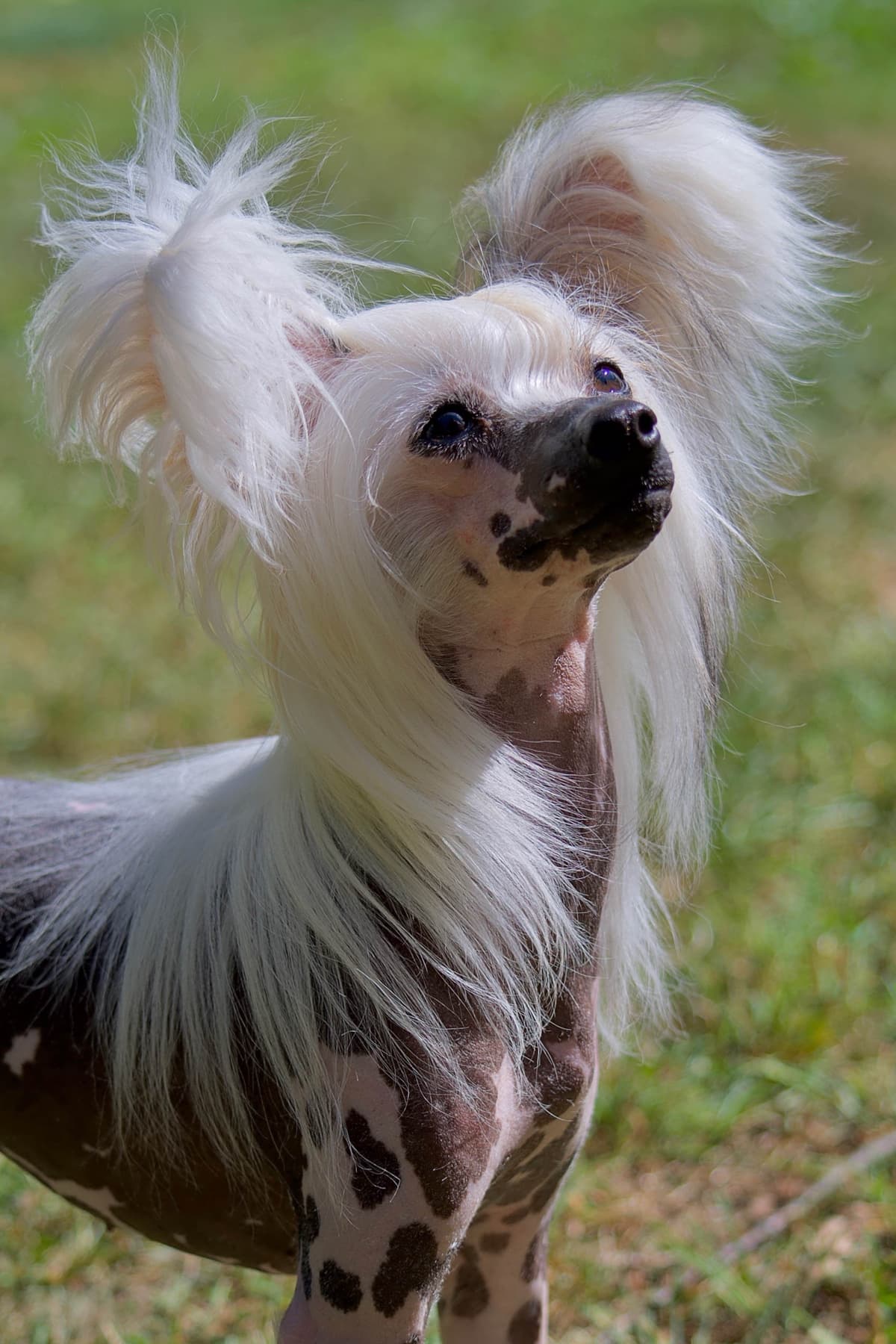 Soluna Chinese Cresteds 2 Powderpuff Girls breeder image 4