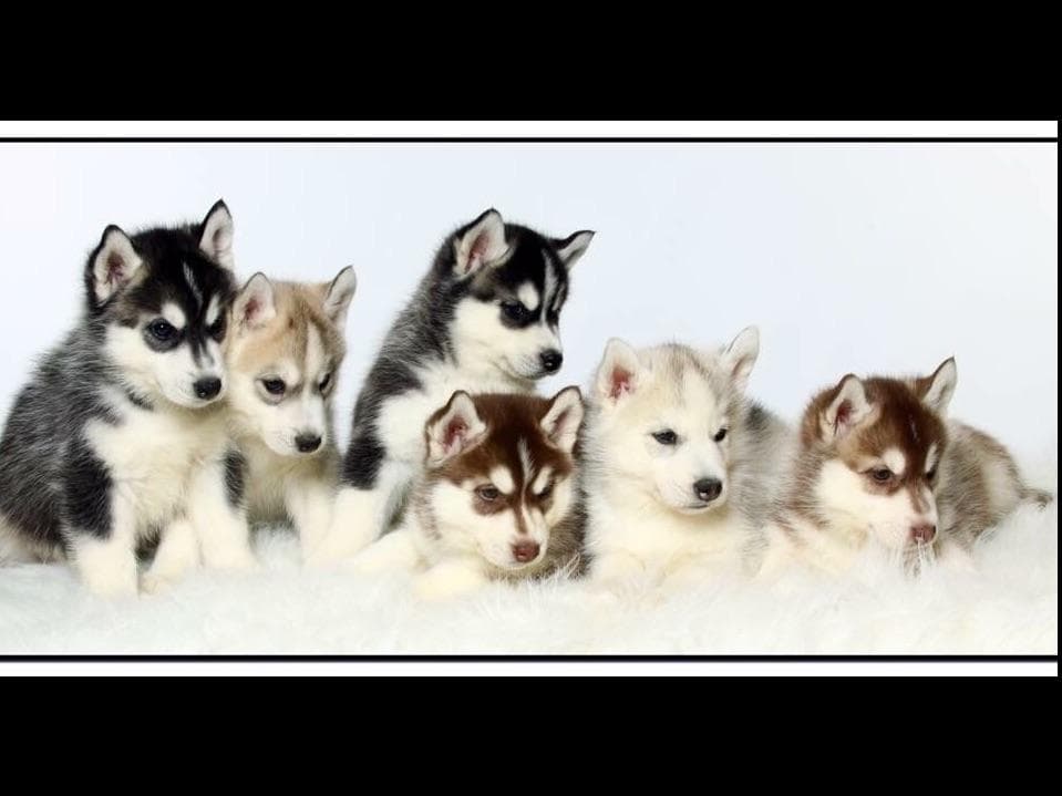 AKC Siberian Huskies From Naketi’s Siberians breeder image 2