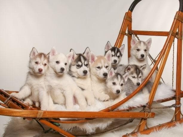 AKC Siberian Huskies From Naketi’s Siberians breeder image 1