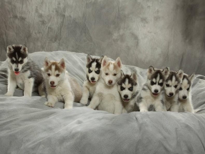 AKC Siberian Huskies From Naketi’s Siberians breeder image 3