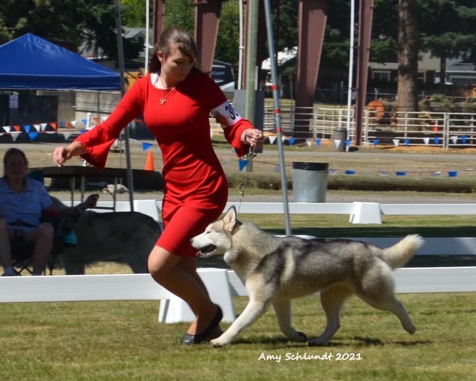 AKC Siberian Huskies From Naketi’s Siberians breeder image 4