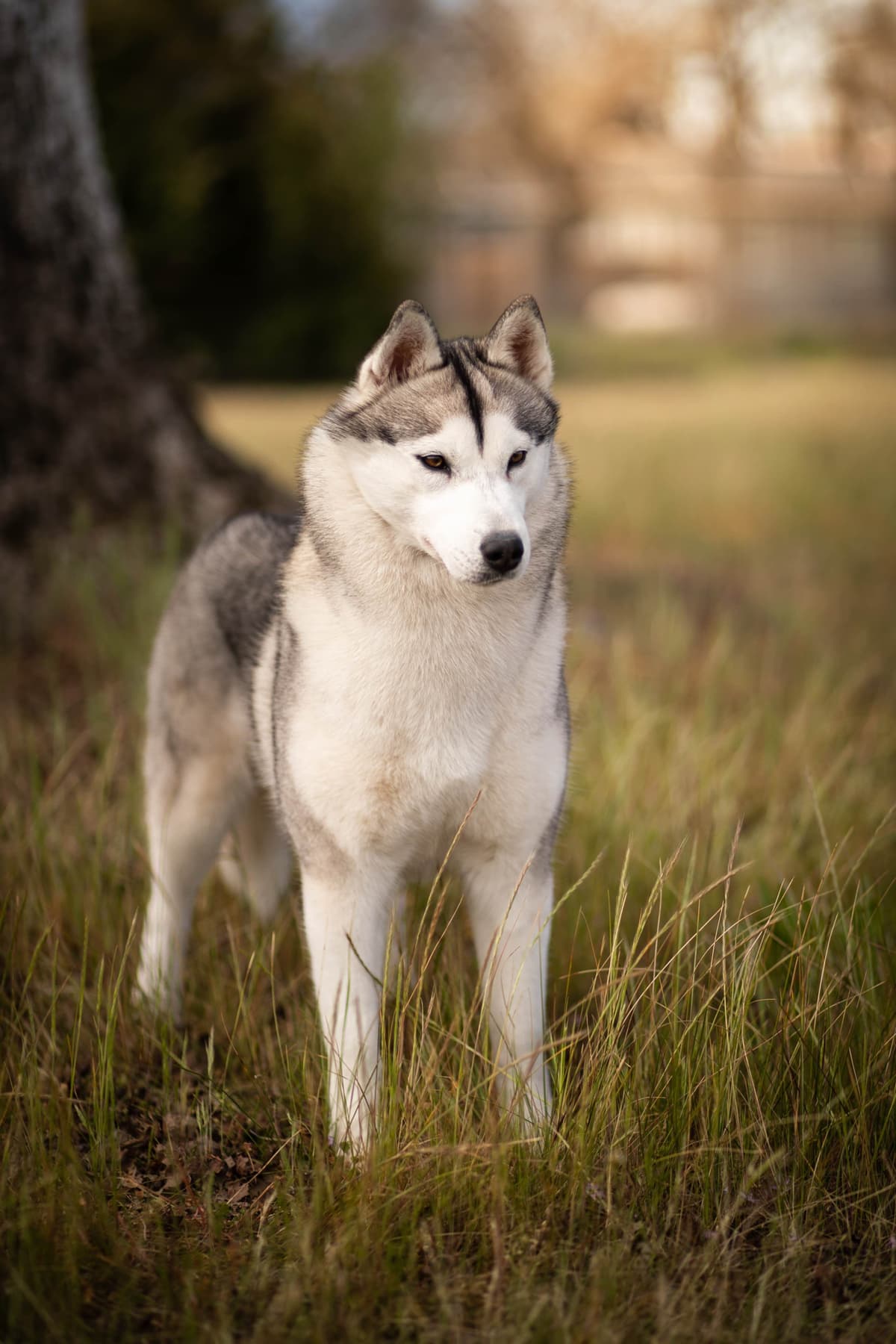 AKC Siberian Huskies From Naketi’s Siberians breeder image 6