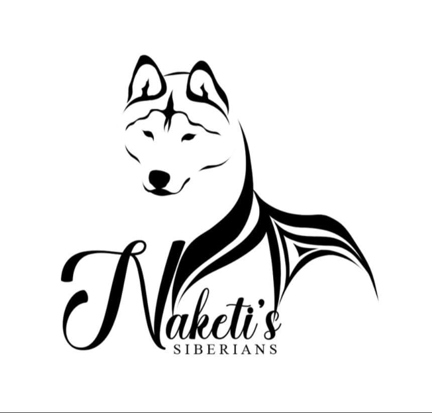 AKC Siberian Huskies From Naketi’s Siberians breeder image 5