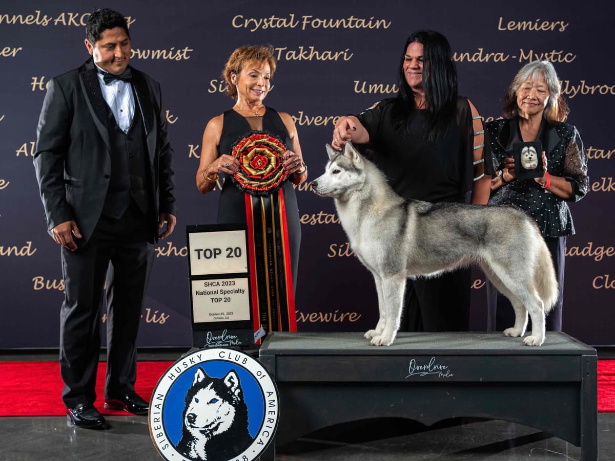 AKC Siberian Huskies From Naketi’s Siberians breeder image 7