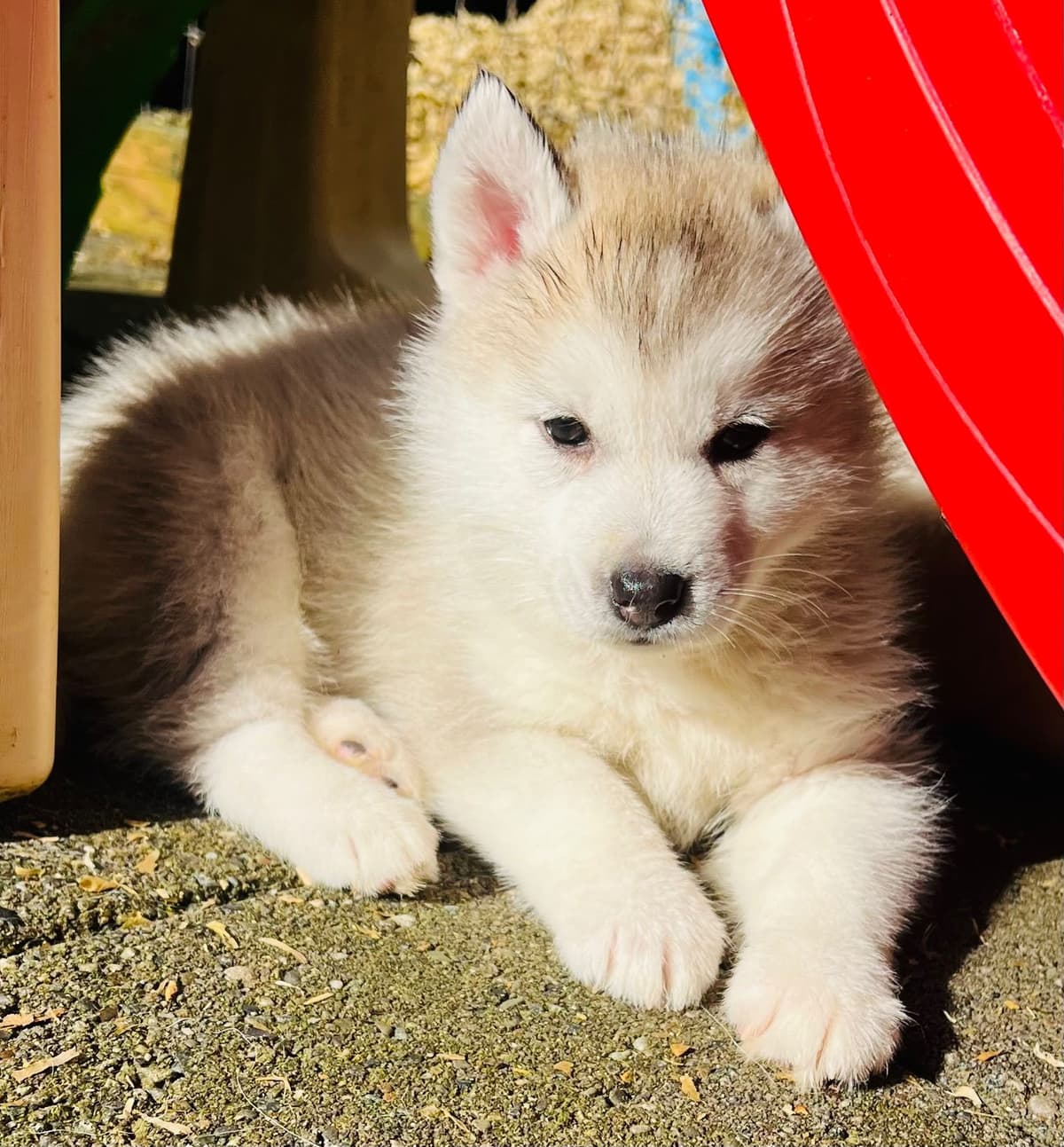 AKC Siberian Huskies From Naketi’s Siberians breeder image 9