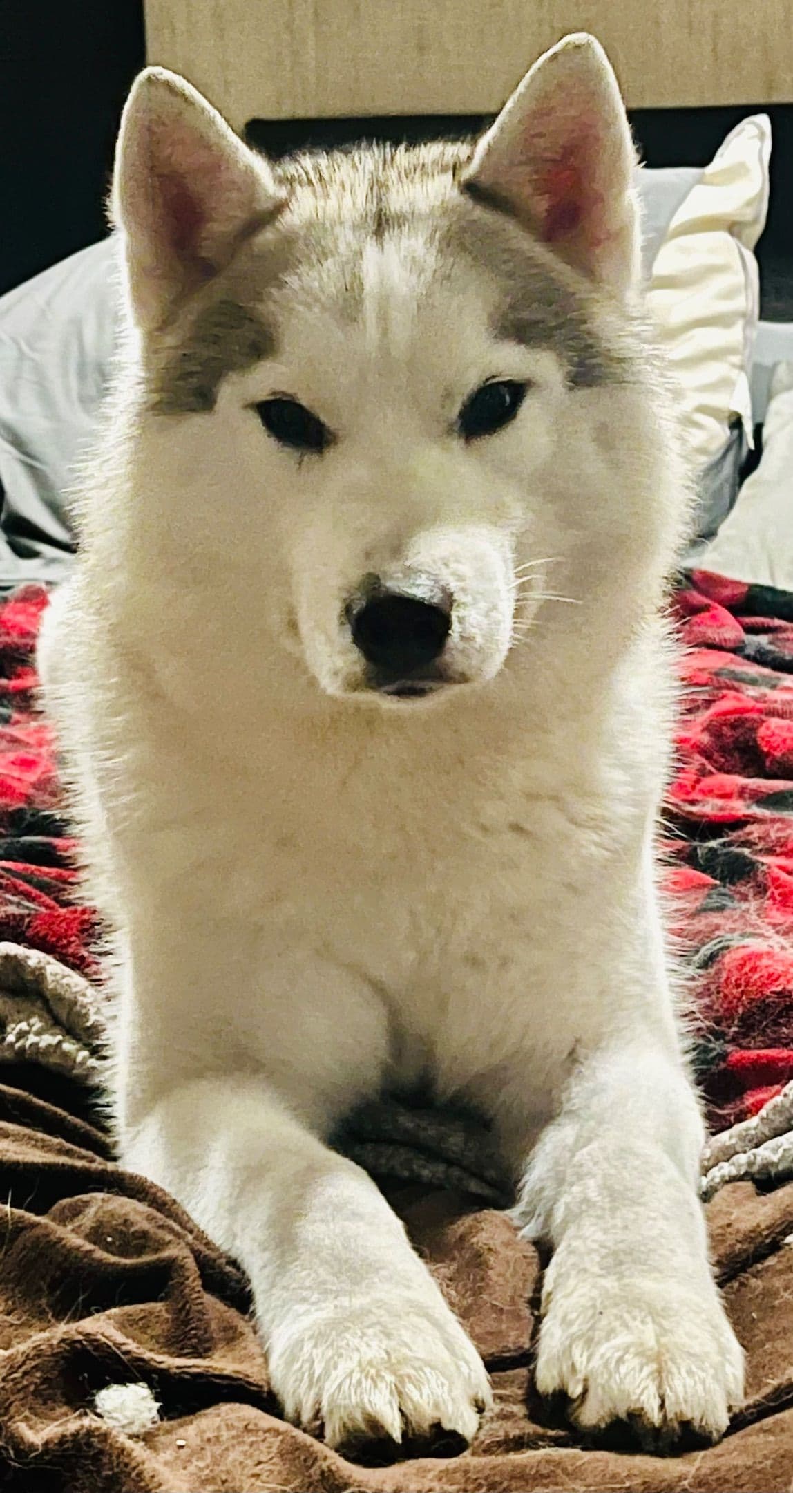AKC Siberian Huskies From Naketi’s Siberians breeder image 11