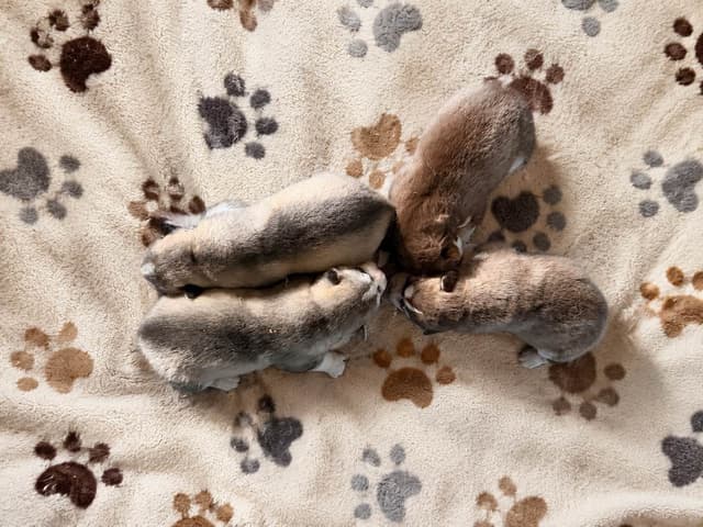 Naketi’s Siberians — Beauty, Structure & Temperament media 2