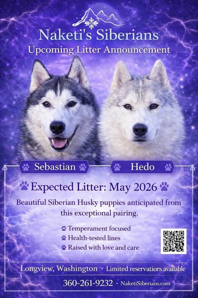 AKC Siberian Huskies From Naketi’s Siberians media 4