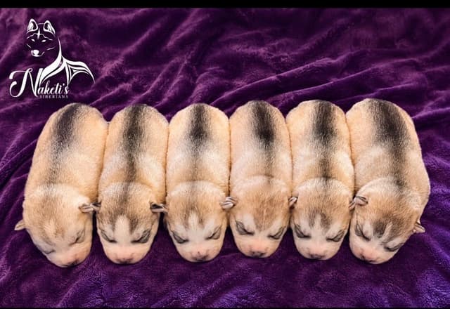 AKC Siberian Huskies From Naketi’s Siberians media 3