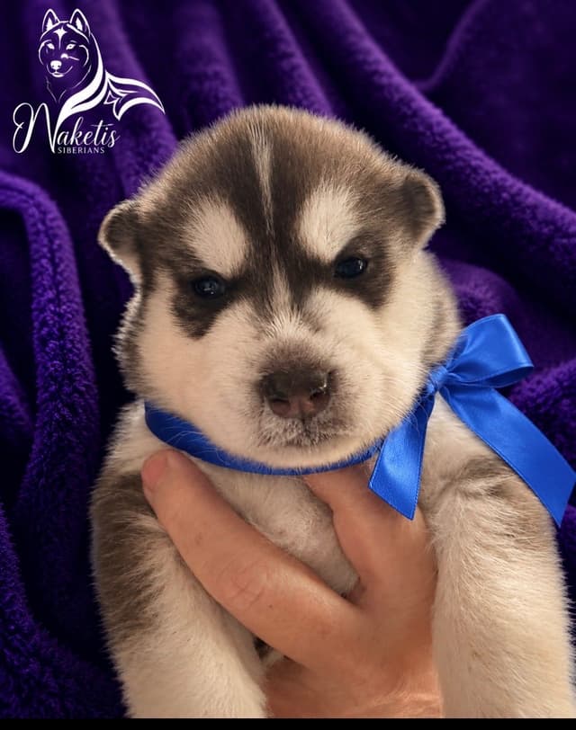 Naketi’s Siberians — Beauty, Structure & Temperament media 4