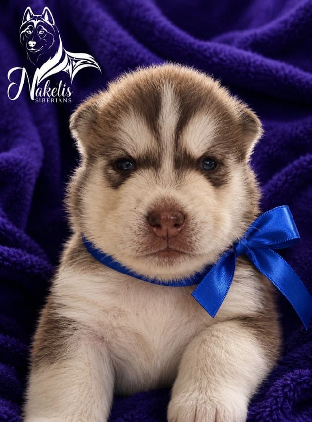 Naketi’s Siberians — Beauty, Structure & Temperament media 5