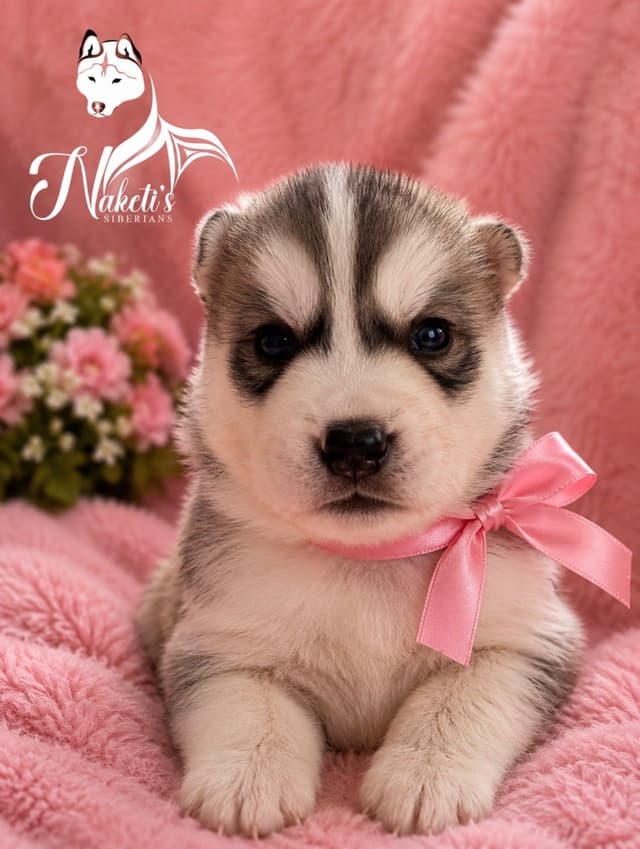 Naketi’s Siberians — Beauty, Structure & Temperament media 6