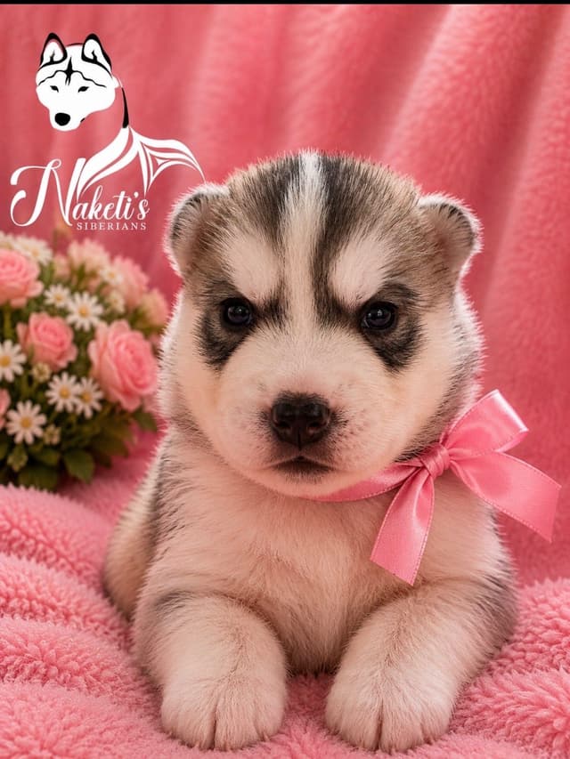 Naketi’s Siberians — Beauty, Structure & Temperament media 7