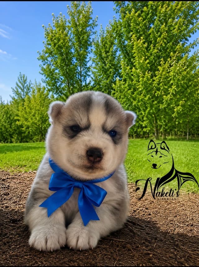 AKC Siberian Huskies From Naketi’s Siberians media 10