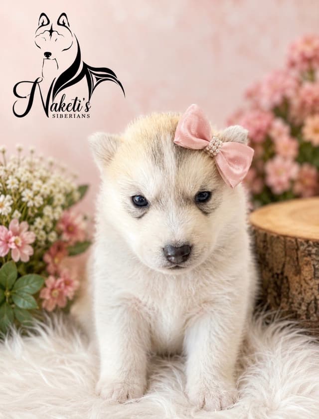 AKC Siberian Huskies From Naketi’s Siberians media 11