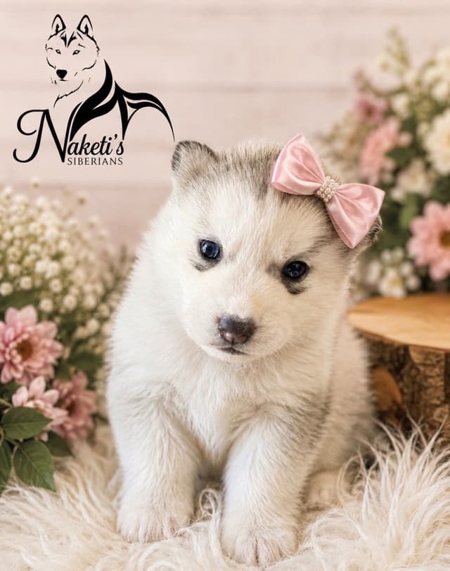 AKC Siberian Huskies From Naketi’s Siberians media 12
