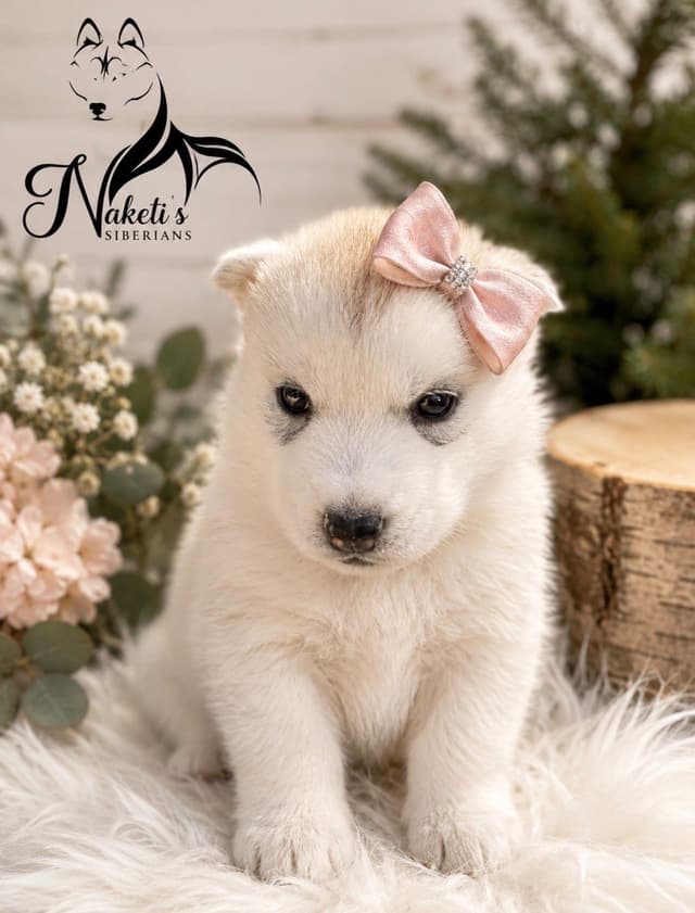 AKC Siberian Huskies From Naketi’s Siberians media 13