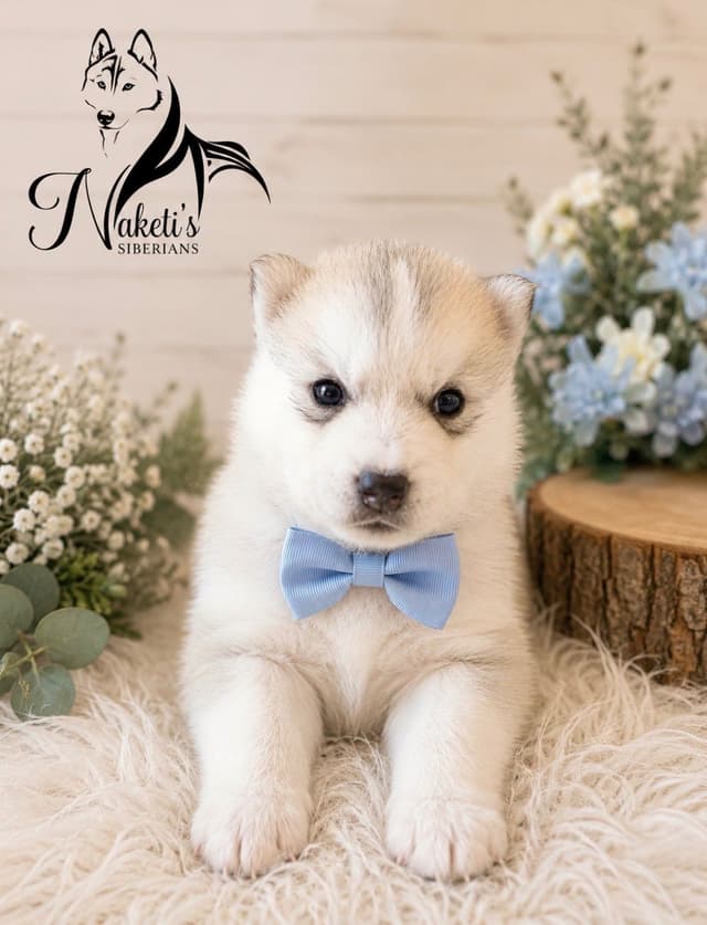 AKC Siberian Huskies From Naketi’s Siberians media 15