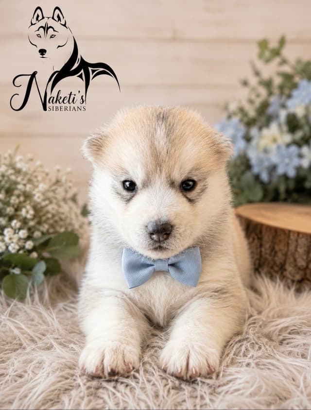 AKC Siberian Huskies From Naketi’s Siberians media 14