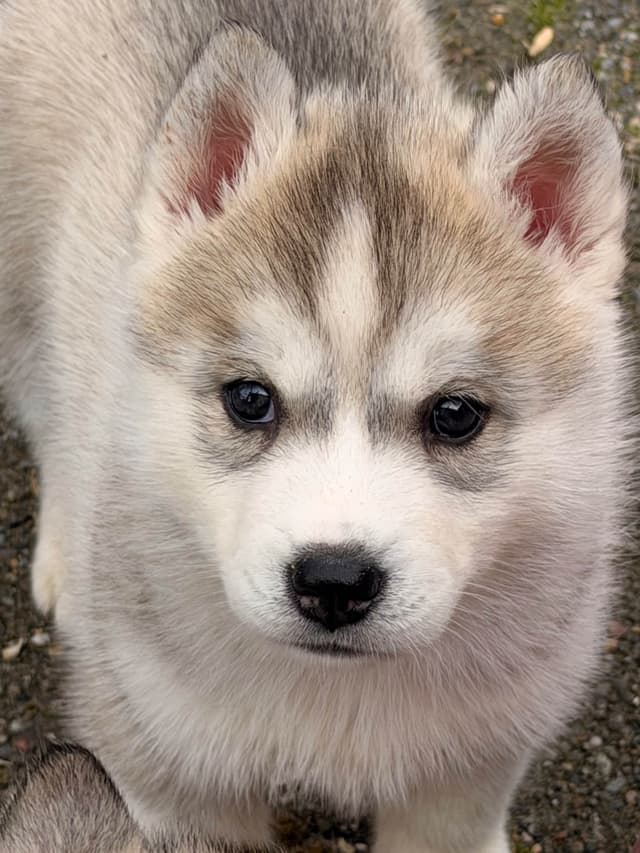 Naketi’s Siberians — Beauty, Structure & Temperament media 12