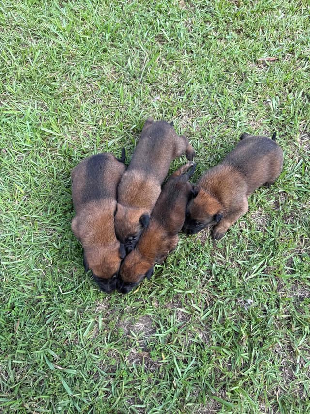 Pups from Imported Parents, Top working lines media 3
