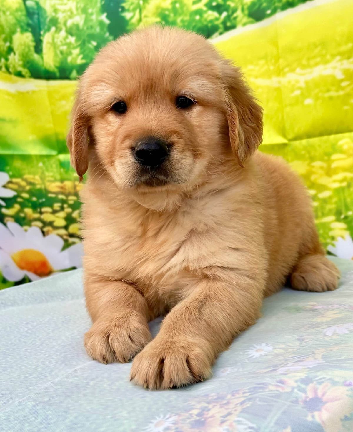 Golden Retriever Puppies breeder image 1