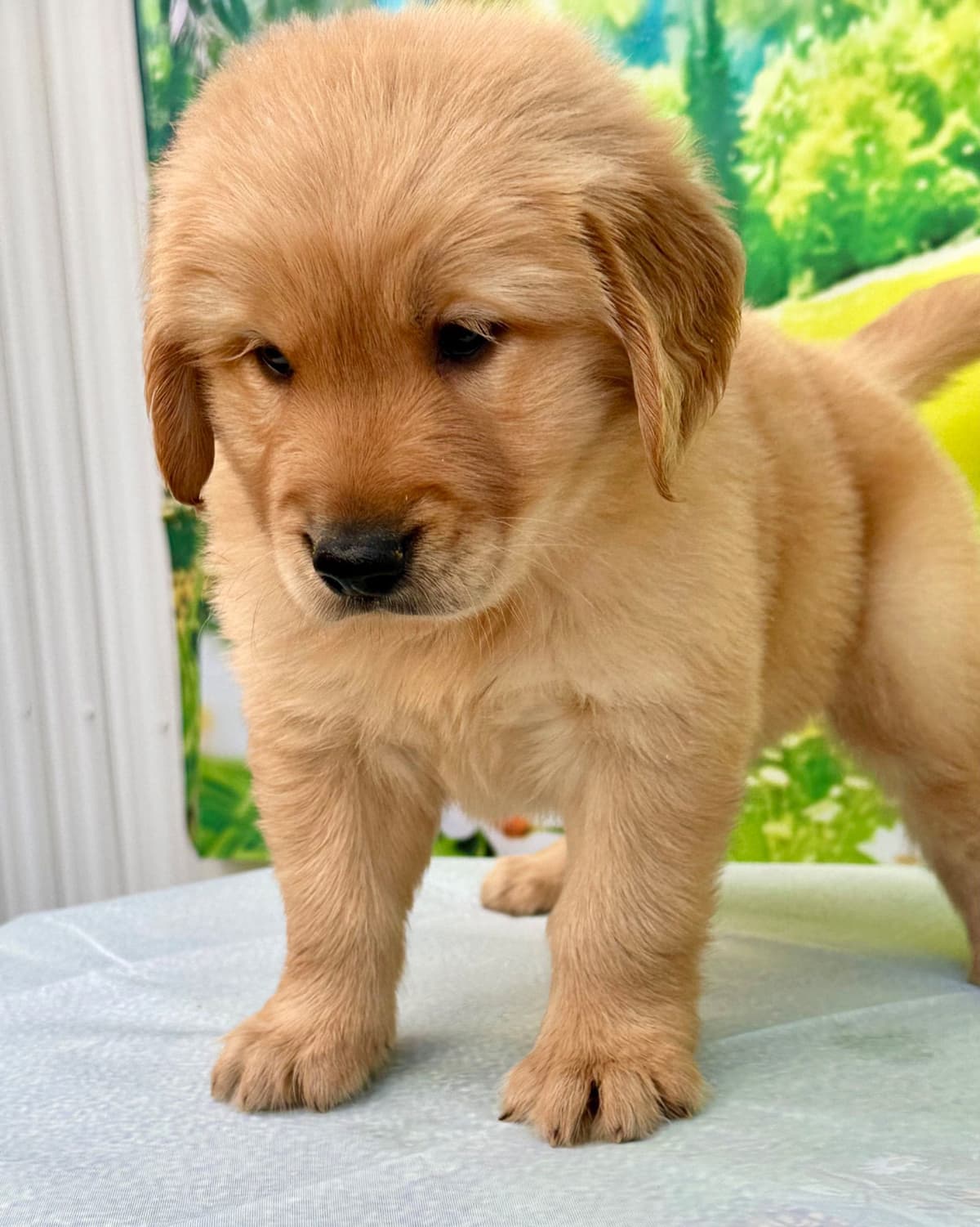 Golden Retriever Puppies breeder image 4