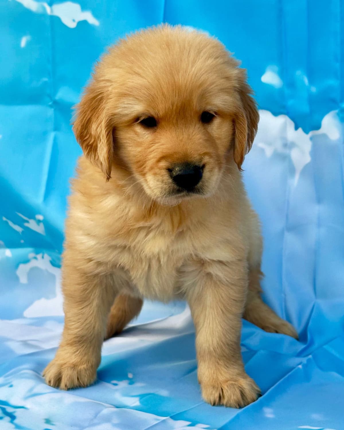 Golden Retriever Puppies breeder image 5