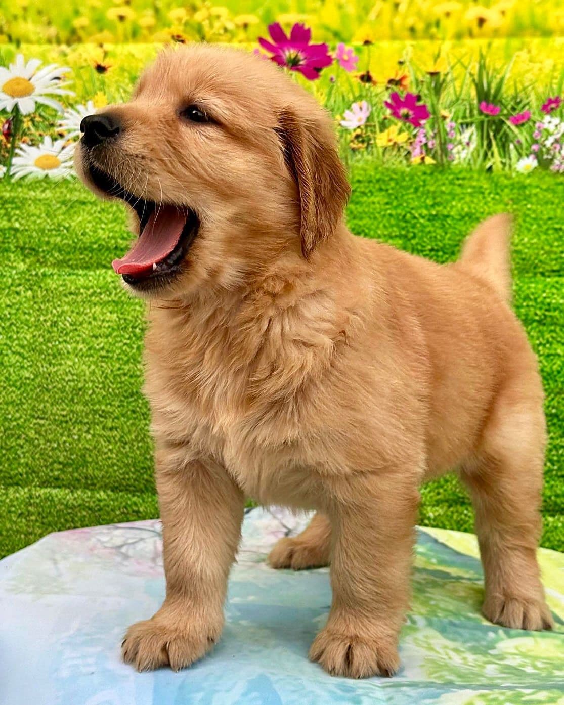 Golden Retriever Puppies breeder image 7