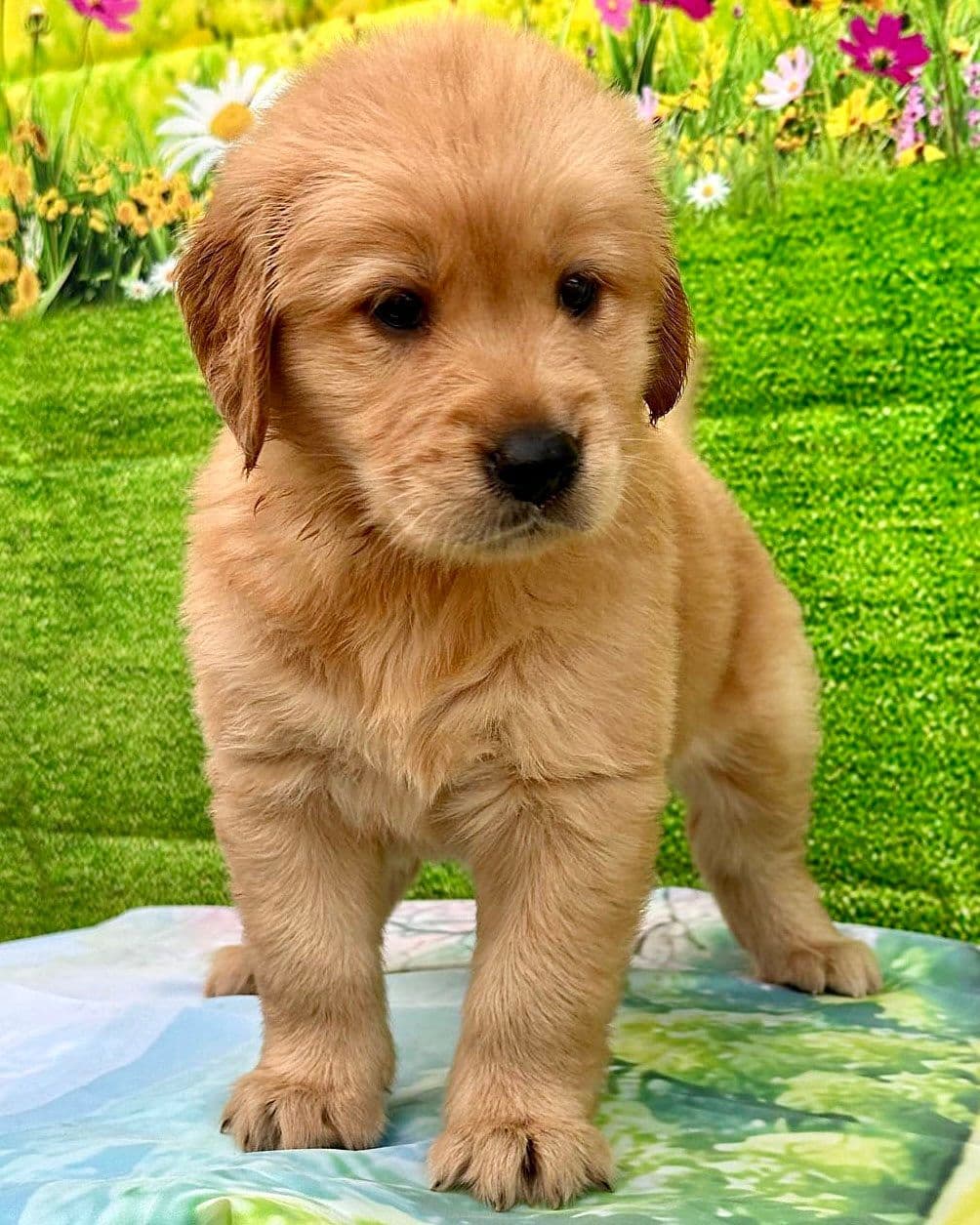 Golden Retriever Puppies breeder image 8