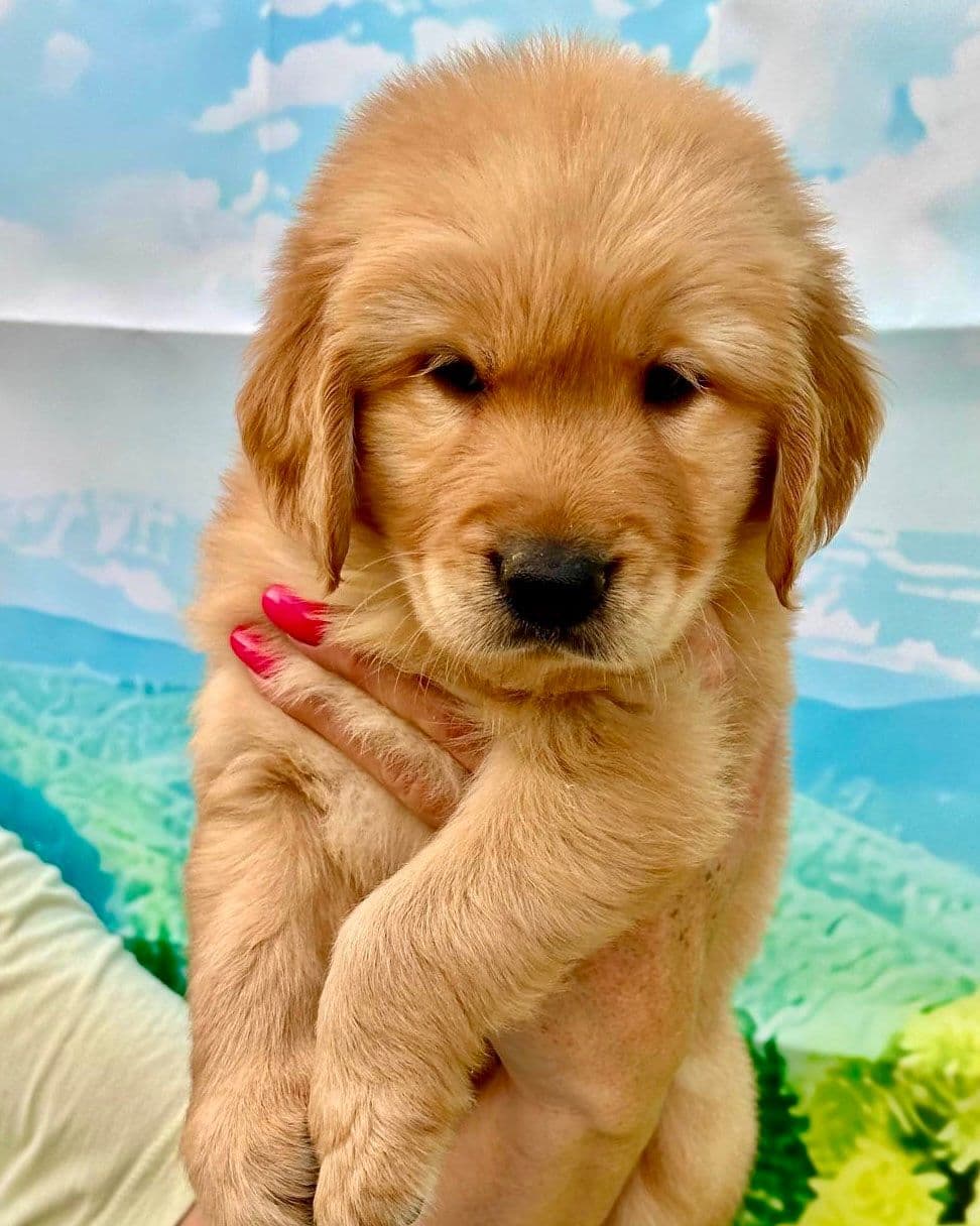 Golden Retriever Puppies breeder image 9