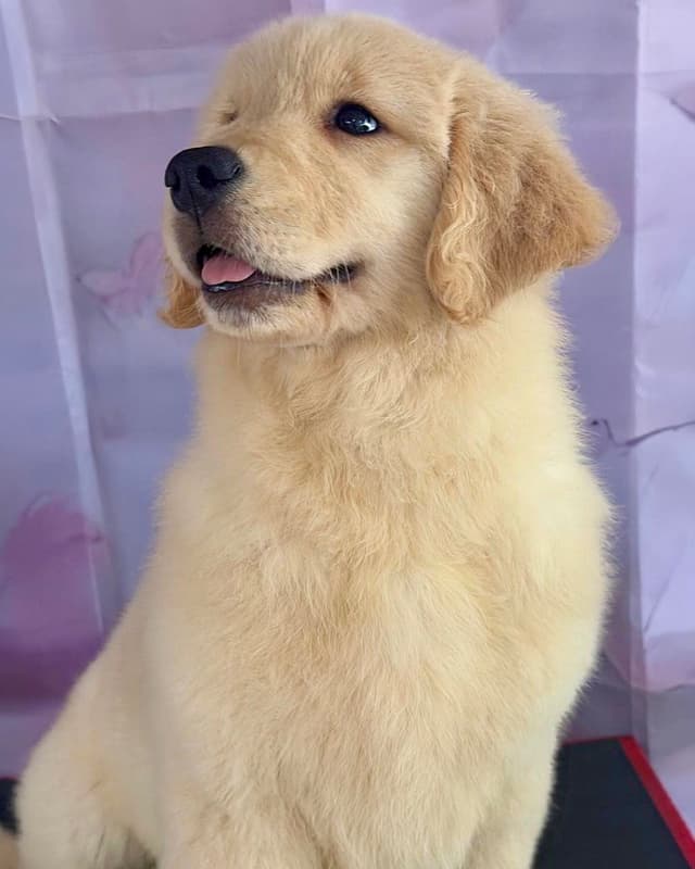 Golden Retriever Puppies media 2