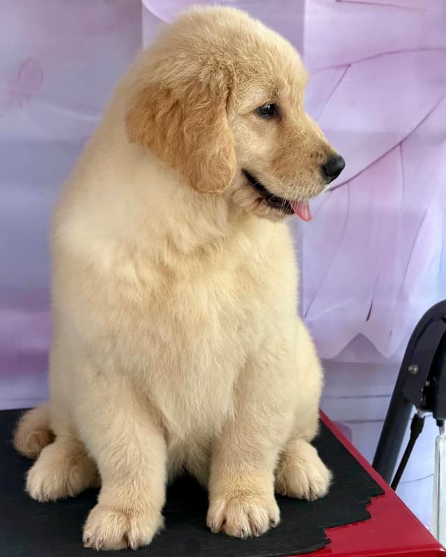 Golden Retriever Puppies media 3