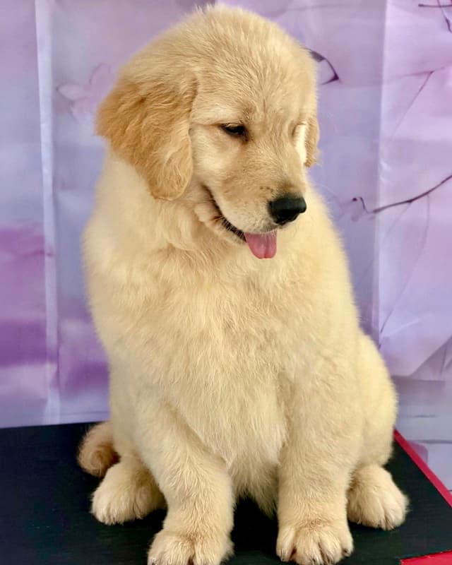 Golden Retriever Puppies media 4