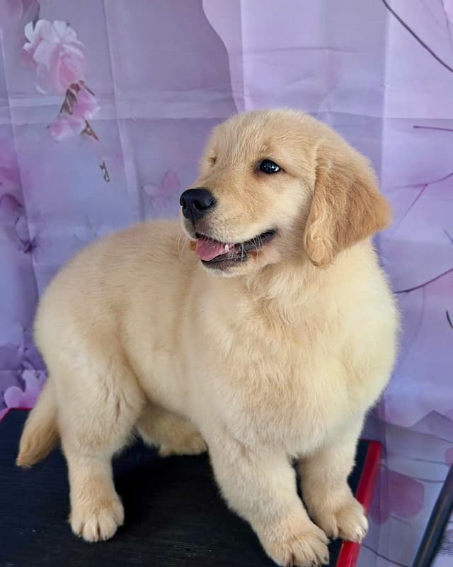 Golden Retriever Puppies media 5