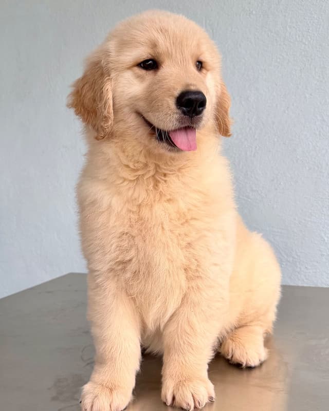 Golden Retriever Puppies media 6