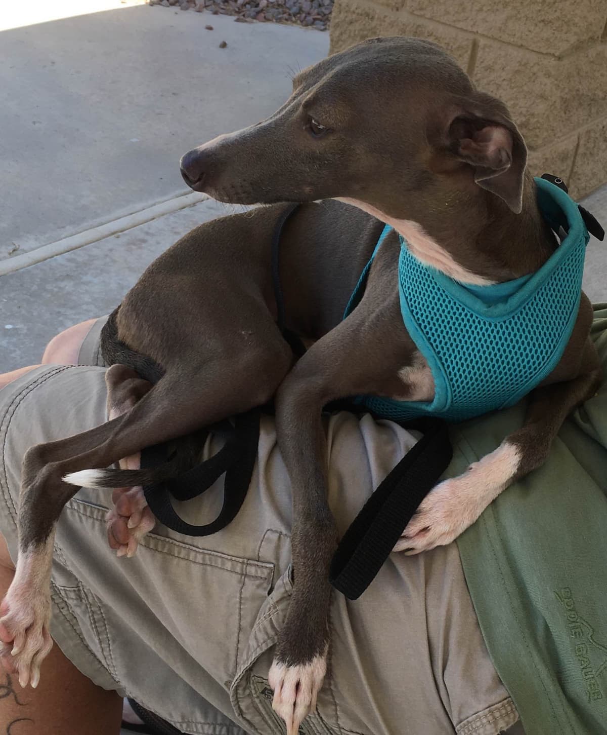 Exquisite Italian Greyhound breeder image 2