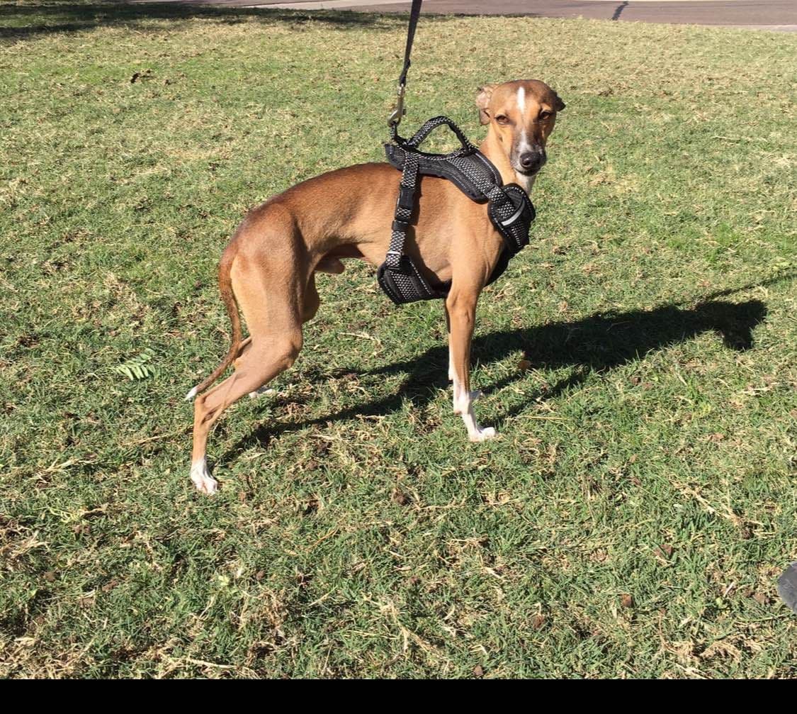 Exquisite Italian Greyhound breeder image 4
