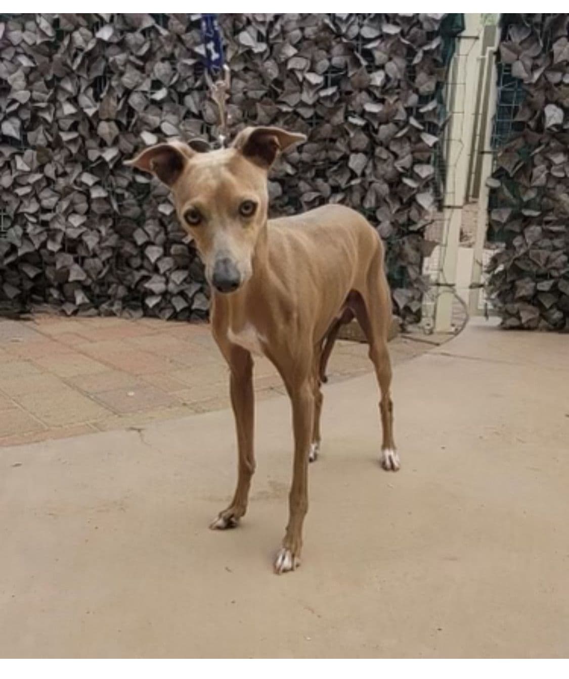 Exquisite Italian Greyhound breeder image 3