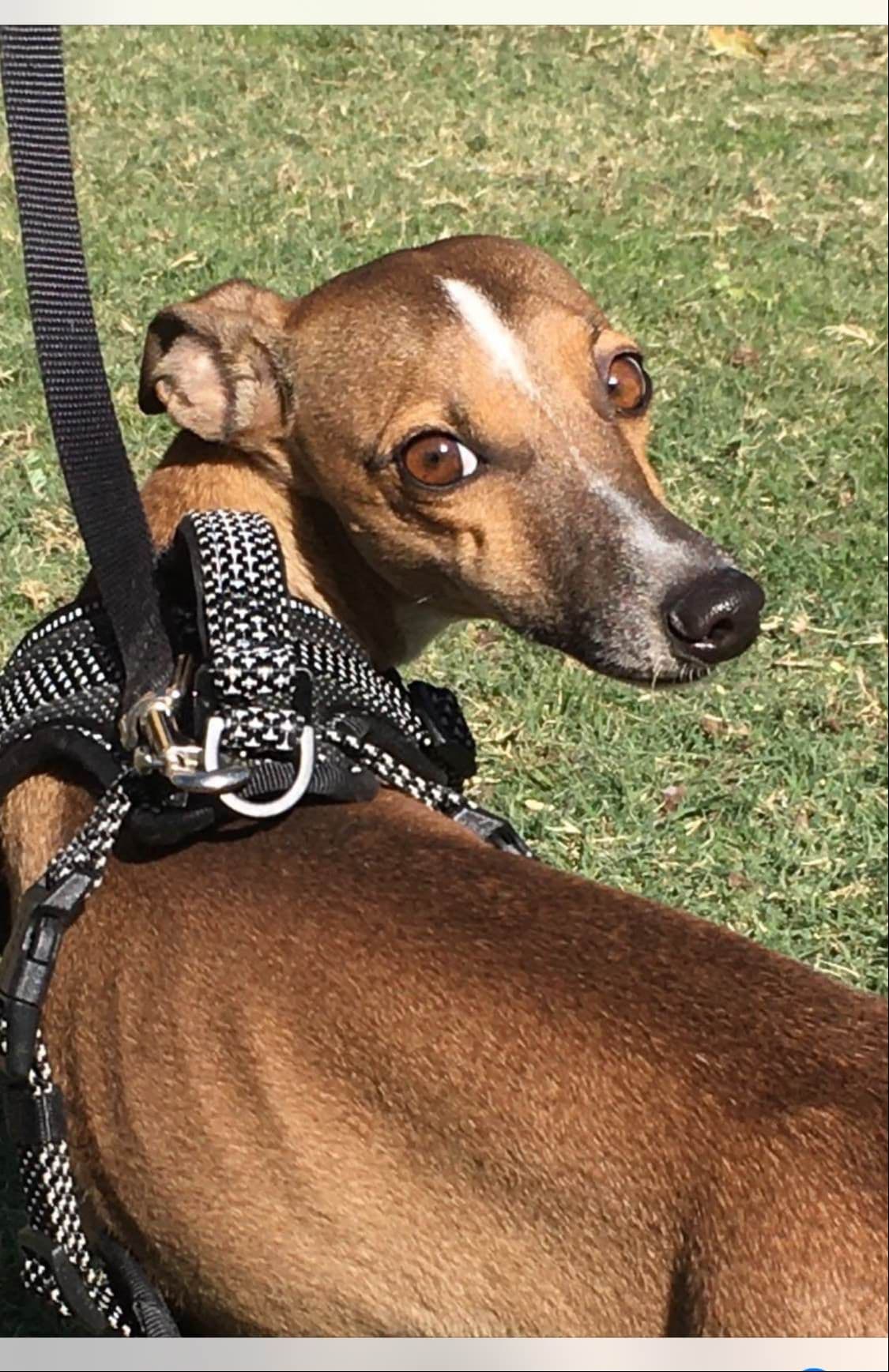 Exquisite Italian Greyhound breeder image 5
