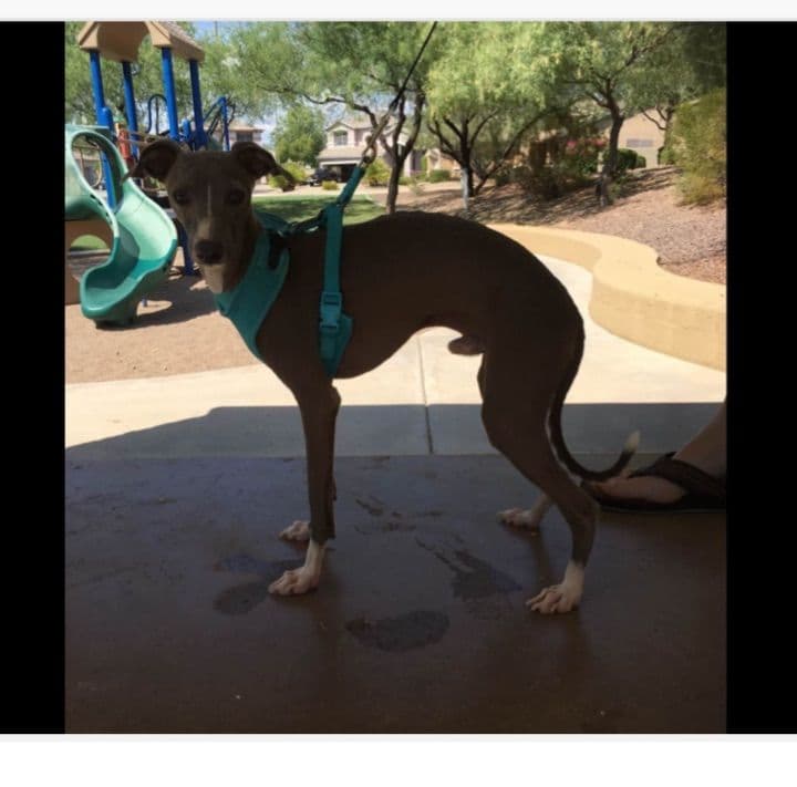 Exquisite Italian Greyhound breeder image 1