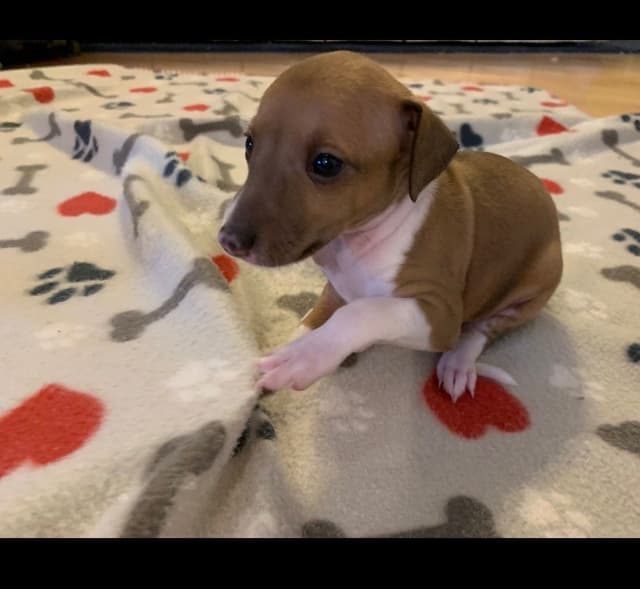 Exquisite Italian Greyhound media 2