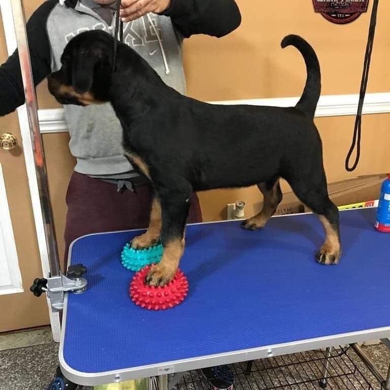 Rottweiler puppies in Ocala fl, imported bloodline breeder image 1