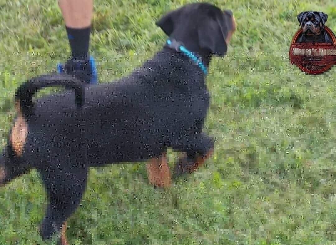 Rottweiler puppies in Ocala fl, imported bloodline breeder image 2