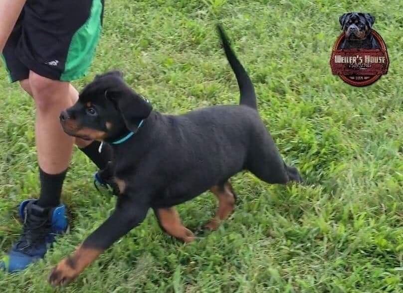 Rottweiler puppies in Ocala fl, imported bloodline breeder image 3